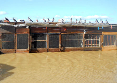 cotet-porumbei-inundat2
