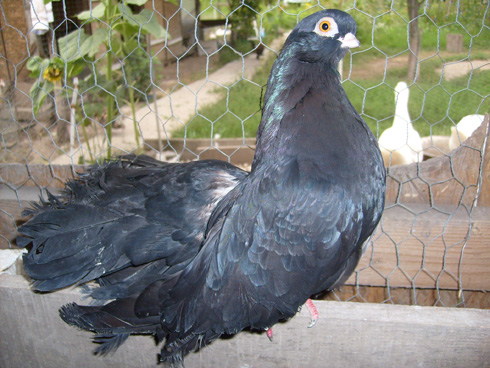 negru-turc