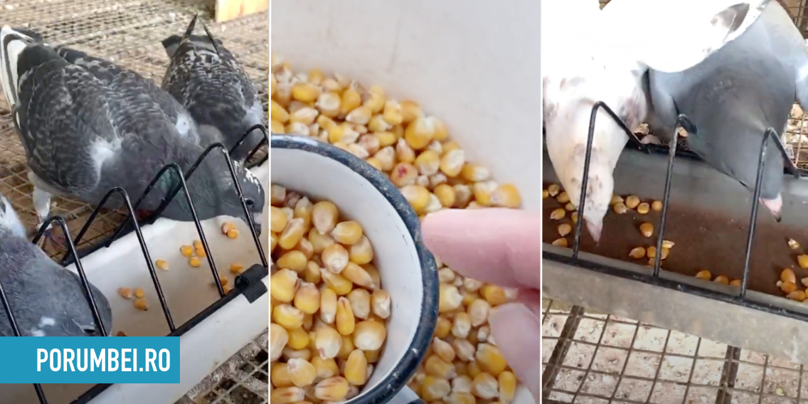 Porumbei care nu mananca porumb Porumbei.ro